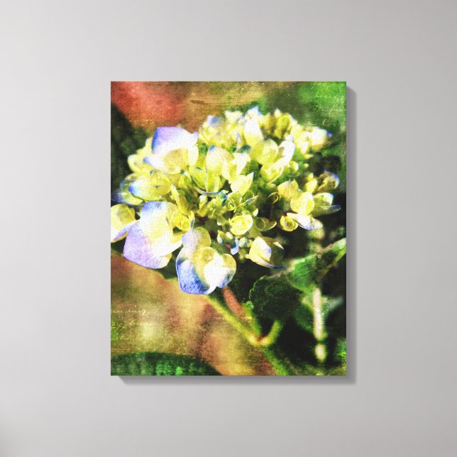 Artistic Hydrangea Photography  Canvas Print (Front)