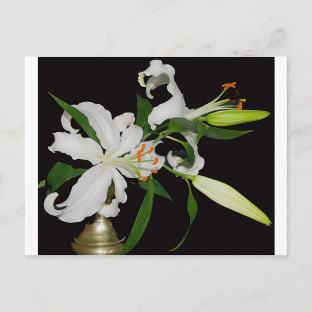 Artistic Lily Collection-1 Postcard (Front)