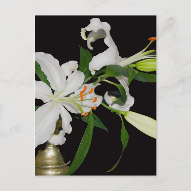 Artistic Lily Collection-1 Postcard (Front)