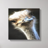 Artistic Ostrich Portrait With Goofy Expression