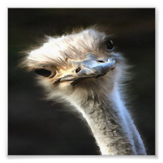 Artistic Ostrich Portrait With Goofy Expression Photo Print