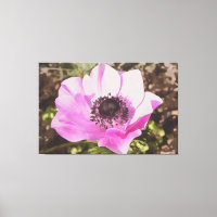 Artistic Pastel Pink Anemone Wildflower