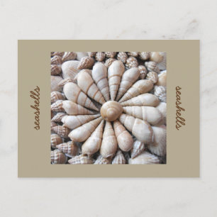 Artistic Seashell Circle Post Card
