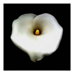 Artistic Single Heart Shaped Calla Lily Isolated  Poster