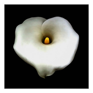 Artistic Single Heart Shaped Calla Lily Isolated Poster