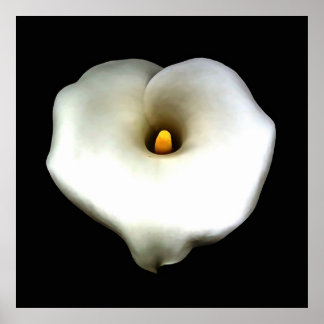 Artistic Single Heart Shaped Calla Lily Isolated Poster