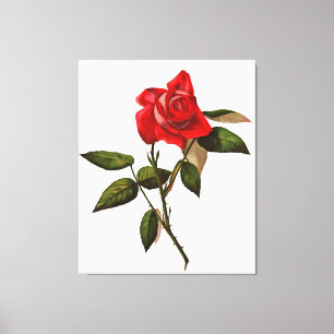 Artistic Single Stem Red Rose Canvas Print