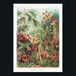 Artistic Vintage Illustration Nature Ernst Haeckel Poster<br><div class="desc">Artistic Vintage Illustration Nature Ernst Haeckel Poster</div>