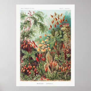 Artistic Vintage Illustration Nature Ernst Haeckel Poster