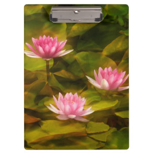 Artistic water lilies, California Clipboard