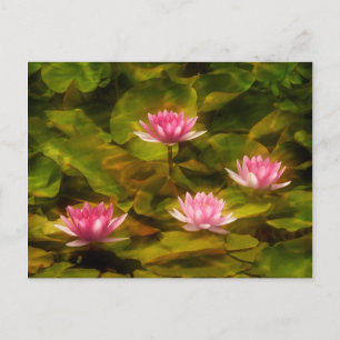 Artistic water lilies, California Postcard