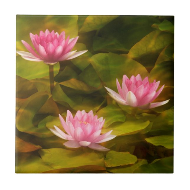 Artistic water lilies, California Tile (Front)