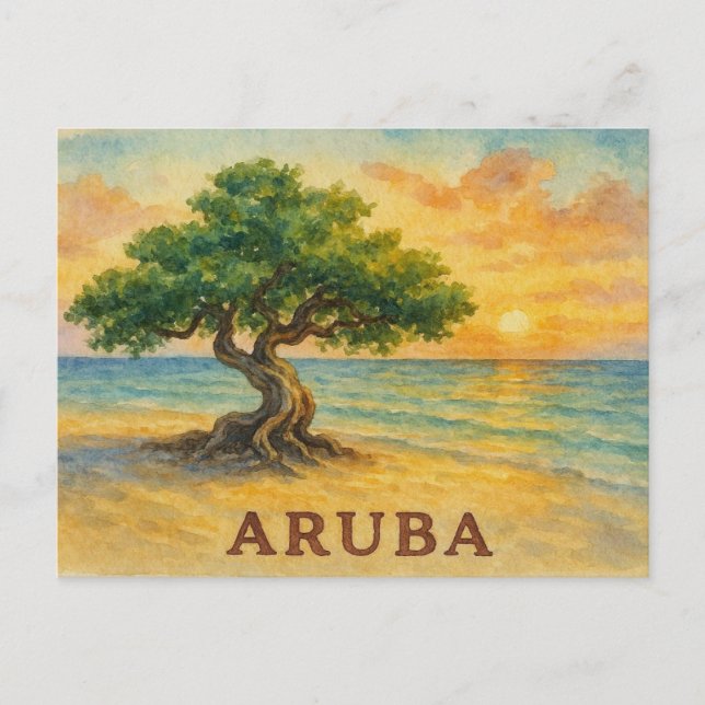 Aruba Eagle Beach Divi Tree Golden Hour Postcard (Front)