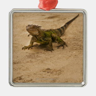 Aruba, lizard on sand metal tree decoration