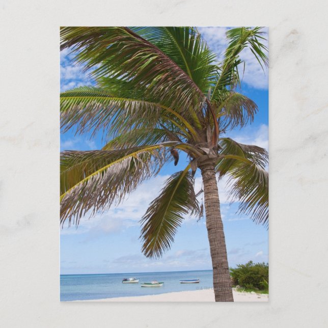 Aruba, palm tree on beach postcard (Front)