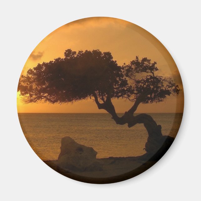 Aruba Sunset Divi Divi Tree Magnet (Front)