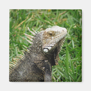 Aruban Lizard Magnet