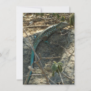 Aruban Whiptail Lizard Tropical Animal Photography