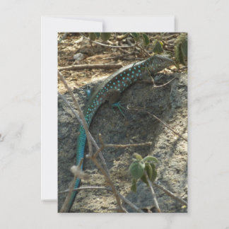 Aruban Whiptail Lizard Tropical Animal Photography