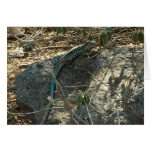 Aruban Whiptail Lizard Tropical Animal Photography