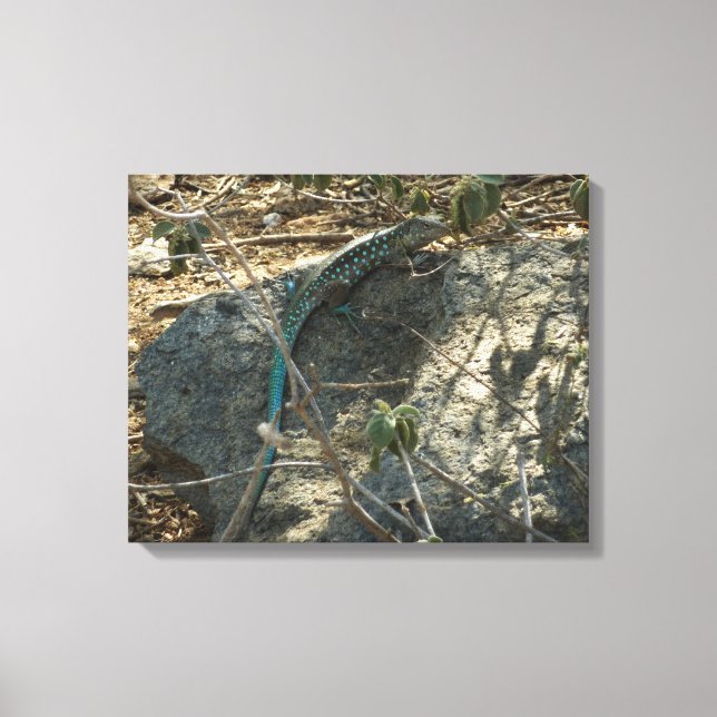 Aruban Whiptail Lizard Tropical Animal Photography Canvas Print (Front)