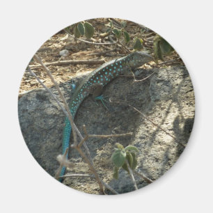 Aruban Whiptail Lizard Tropical Animal Photography Magnet