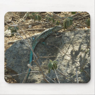 Aruban Whiptail Lizard Tropical Animal Photography Mouse Pad