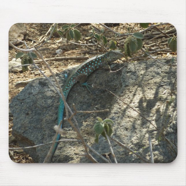 Aruban Whiptail Lizard Tropical Animal Photography Mouse Pad (Front)