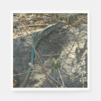 Aruban Whiptail Lizard Tropical Animal Photography