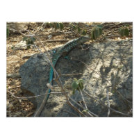 Aruban Whiptail Lizard Tropical Animal Photography