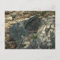 Aruban Whiptail Lizard Tropical Animal Photography