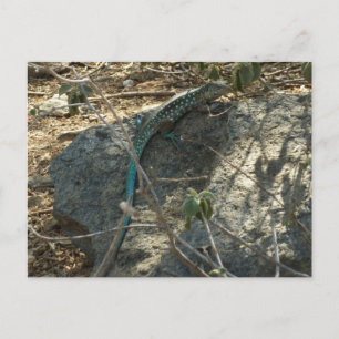 Aruban Whiptail Lizard Tropical Animal Photography Postcard