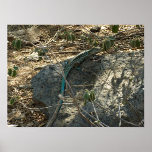 Aruban Whiptail Lizard Tropical Animal Photography Poster