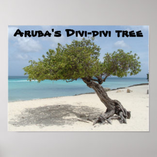 Aruba's Divi-divi tree poster