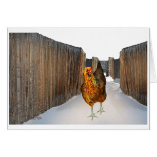 Arucana chicken in snow fence art Card
