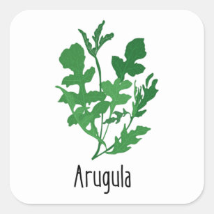 Arugula Spices Herbs Square Sticker