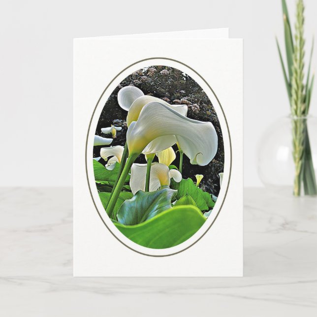 Arum Lilies Blank Greeting Card (Front)