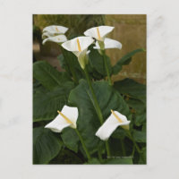 Arum or calla lilies, Zantedeschia aethiopica,