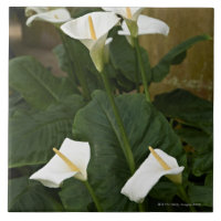 Arum or calla lilies, Zantedeschia aethiopica,