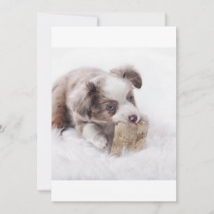 AS red merle puppy
