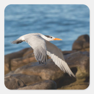 As the Tern flies Square Sticker