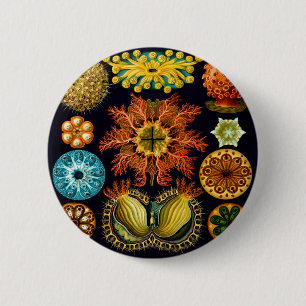 Ascidiacea (Sea Squirts), Ernst Haeckel Fine Art 6 Cm Round Badge