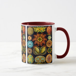 Ascidiacea (Sea Squirts), Ernst Haeckel Fine Art Mug