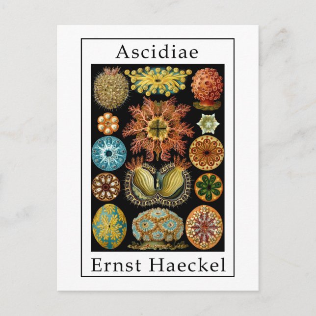 Ascidiae by Ernst Haeckel Postcard (Front)