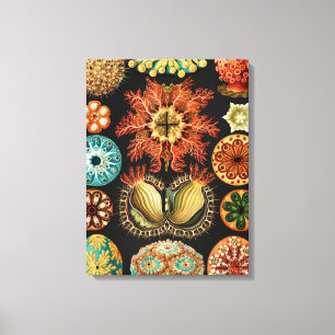 Ascidiae, Seescheiden Marine Life by Ernst Haeckel Canvas Print