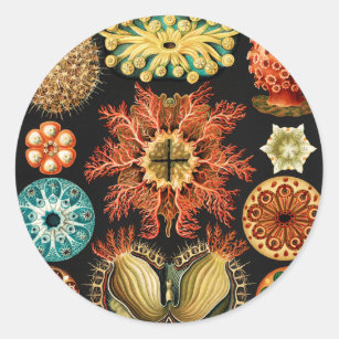 Ascidiae, Seescheiden Marine Life by Ernst Haeckel Classic Round Sticker