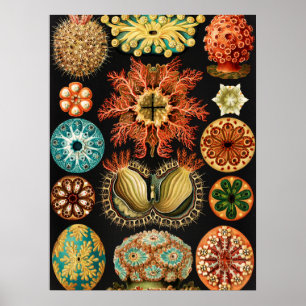 Ascidiae, Seescheiden Marine Life by Ernst Haeckel Poster