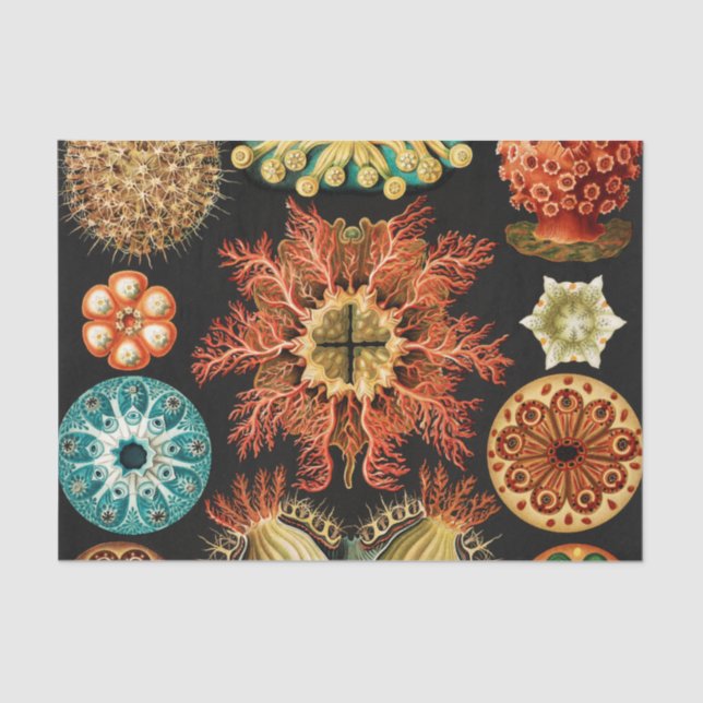 Ascidiae, Seescheiden Marine Life by Ernst Haeckel Tissue Paper (Front)