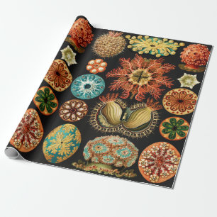 Ascidiae, Seescheiden Marine Life by Ernst Haeckel Wrapping Paper