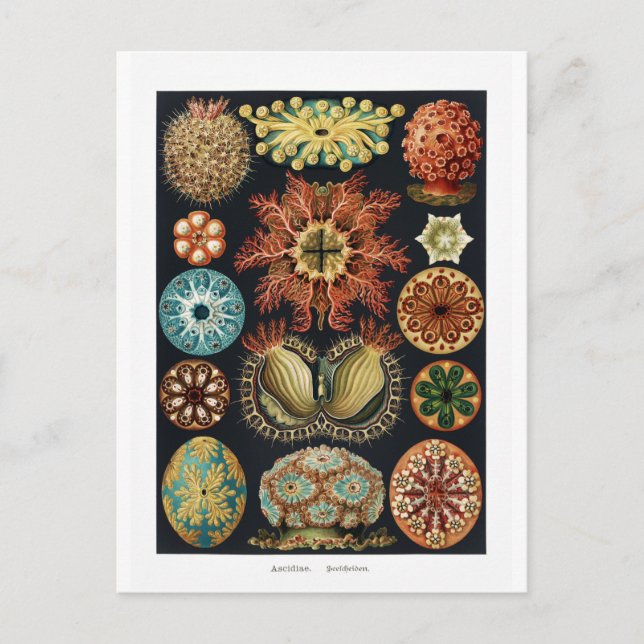 Ascidiae Starfish Sea Urchin Vintage Poster Postcard (Front)